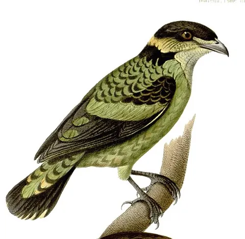 fruiteater: any of the Pipreola genus of thickset birds, or Ampelioides tschudii; they live in humid areas of...