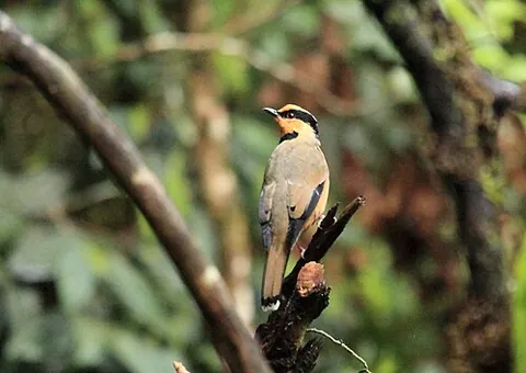 fruithunter: a bird of the species Chlamydochaera jefferyi, native to Borneo