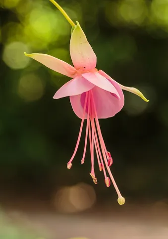 fuchsia: a popular garden plant, of the genus Fuchsia, of the Onagraceae family, shrubs with red, pink or...