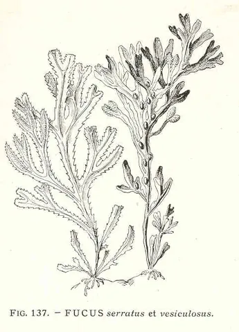 fucus: any alga of the genus Fucus