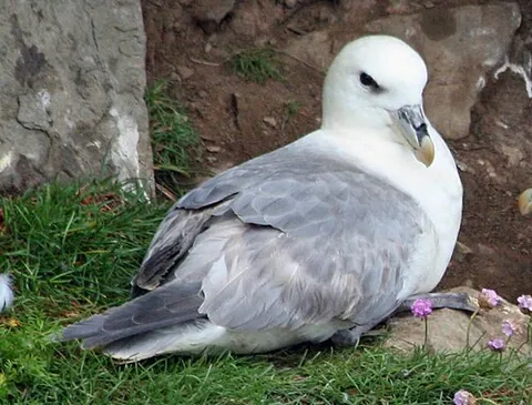 fulmar: either of two species of pelagic seabird in the genus Fulmarus, Fulmarus glacialis and F....