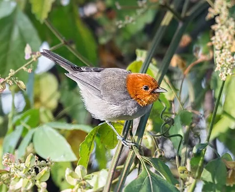 fulvous-headed tanager: thlypopsis fulviceps, a species of tanager perching bird native to Venezuela and Colombia