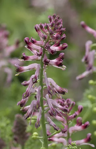 fumitory: any plant of the taxonomic genus Fumaria of annual herbaceous flowering plants in the family...