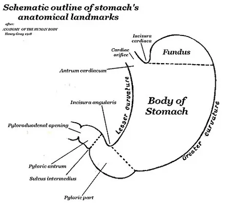 fundus: the top, hollow portion of the uterus