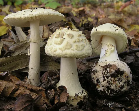 fungus: a eukaryotic organism of the kingdom Fungi typically having chitin cell walls but no chlorophyll or...