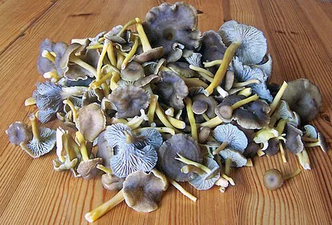 funnel chanterelle: an edible mushroom of species Craterellus tubaeformis
