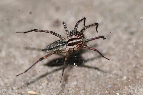 funnel weaver: any spider of the family Agelenidae