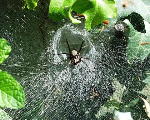 funnel-web spider: any spider of the families Atracidae and Macrothelidae, which weave funnel-shaped webs (formerly...