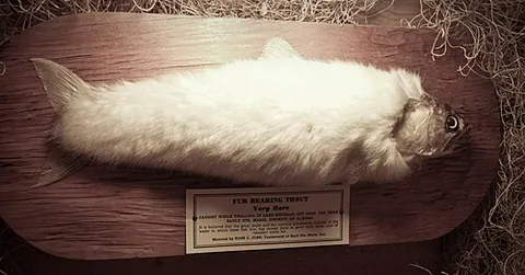 fur-bearing trout: a fictional creature purportedly found in North America and Iceland, said to be a trout that has...