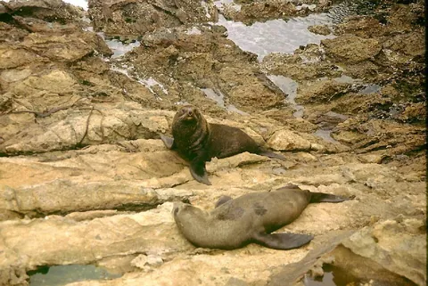 fur seal: any pinniped of the genera Arctocephalus and Callorhinus, differing from the sea lions in having...