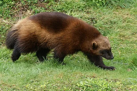 furry: covered with fur, or with something resembling fur