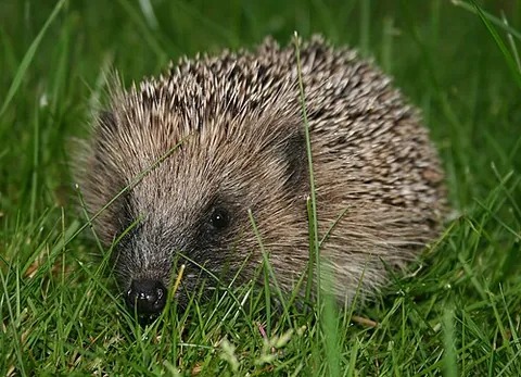 furze-pig: a hedgehog
