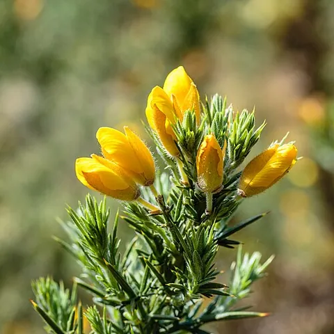 furze: a thorny evergreen shrub, with yellow flowers, Ulex gen. et spp., of which Ulex europaeus is...