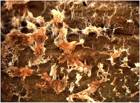 fusarium: any of various fungi, of the genus Fusarium, some of which are pathogenic to plants and animals