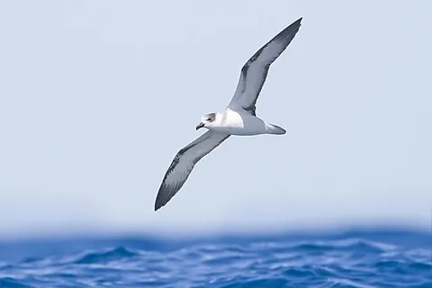 gadfly petrel: a petrel of the genus Pterodroma