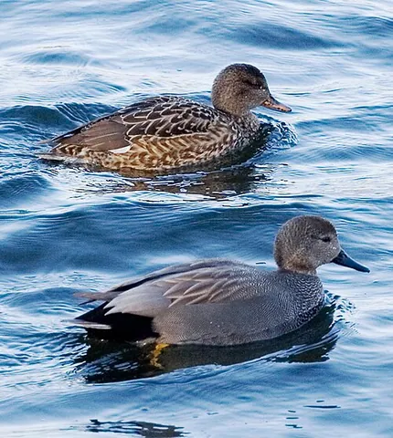 gadwall: a common, widespread dabbling duck which breeds in the northern hemisphere (Mareca strepera, syn....