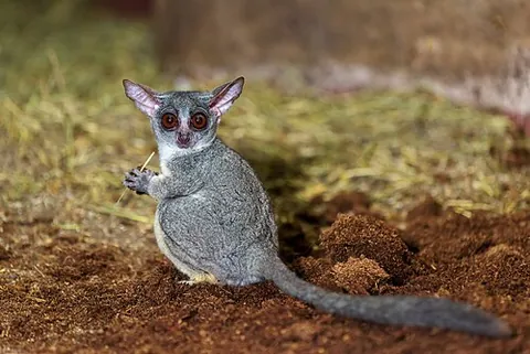 galago: any of several species of small, nocturnal and arboreal African primates, of the family Galagidae,...