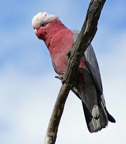 galah: a member of species Eolophus roseicapilla of pink and grey species of cockatoos, native to Australia