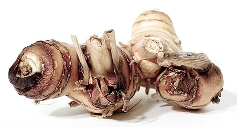 galangal: any of several east Asian plants of genera Alpinia and Kaempferia in the ginger family, used as a...