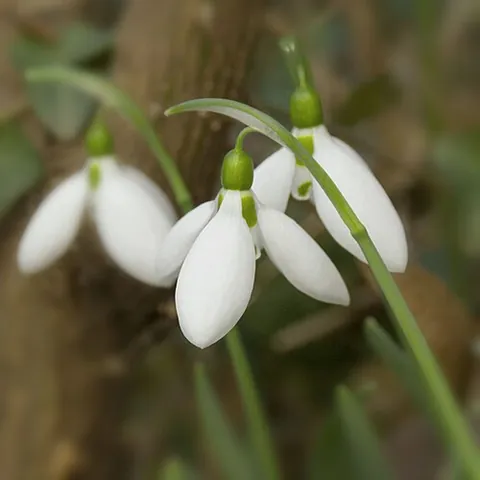 galanthophile: an enthusiastic collector of snowdrops
