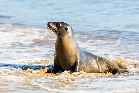 galapagos sea lion: a small species of sea lion, Zalophus wollebaeki (though sometimes considered a subspecies of the...
