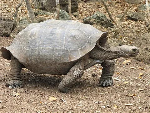 galapagos tortoise: chelonoidis nigra, a tortoise native to the Galapagos archipelago