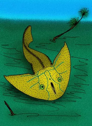 galeaspid: any of the extinct class †Galeaspida of jawless fish