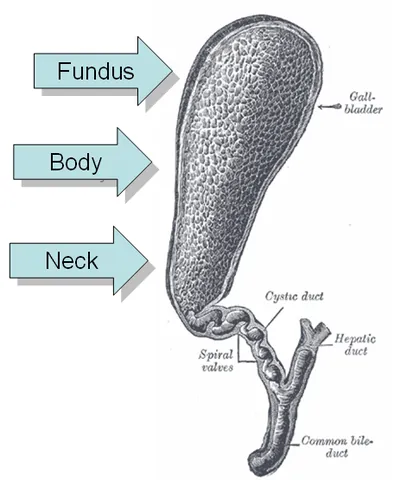 gall bladder: a pear-shaped organ that stores bile from the liver, until the body needs it for the digestion and...