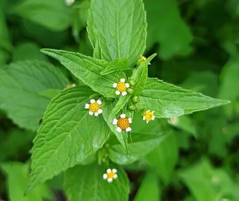 gallant soldier: a herbaceous plant of species Galinsoga parviflora