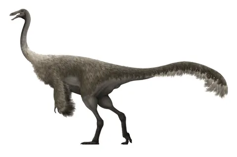gallimimus: a theropod dinosaur of the genus Gallimimus that lived in what is now Mongolia during the Late...