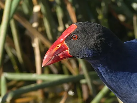 gallinule: a bird of one of several species in the genera Porphyrio and Gallinula of the family Rallidae