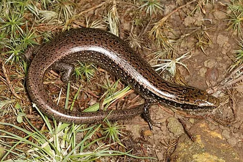 galliwasp: any of the lizards in the genus Celestus