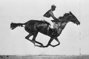 gallop: the fastest gait of a horse, a two-beat stride during which all four legs are off the ground...