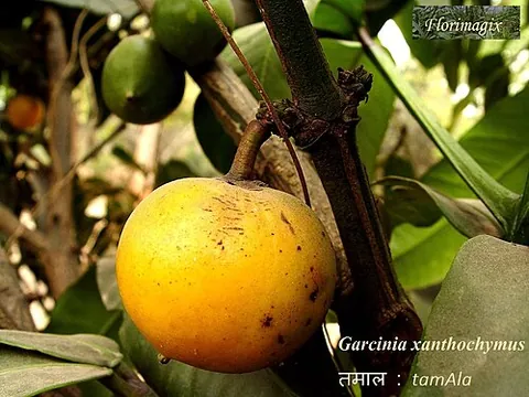 gamboge: any of several species of trees of the genus Garcinia found in South and Southeastern Asia,...