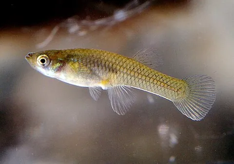 gambusia: any of several livebearing freshwater fish, of the genus Gambusia, that feed on the larva of...