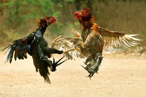 gamecock: a rooster used in cockfighting