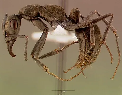gamergate: a worker insect that can become capable of reproducing when the queen has died
