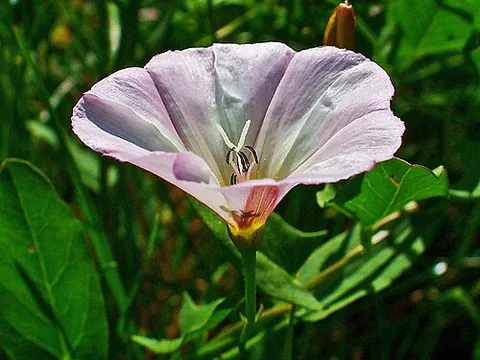 gamopetalous: having petals wholly or partially fused in such a way that the corolla takes the form of a tube,...