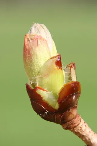 gamophyllous: composed of leaves or segments (e.g. perianth) united by their edges