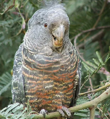 gang-gang: a kind of cockatoo (Callocephalon fimbriatum)