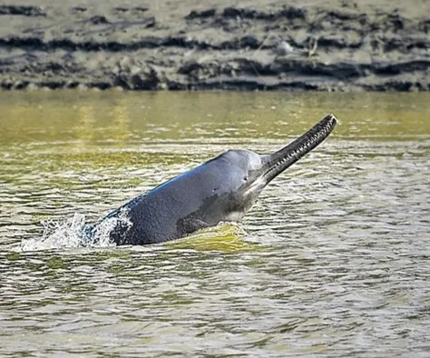 ganges river dolphin: platanista gangetica, a toothed whale found in the Ganges and related rivers of South Asia