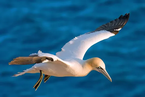 gannet: any of three species of large seabird in the genus Morus, of the family Sulidae. They have black...