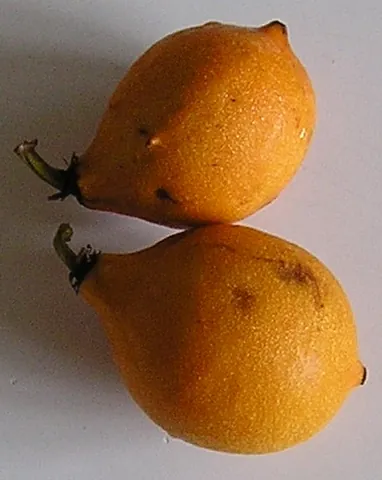 garcinia: a tropical tree of the genus Garcinia, including the mangosteen and the gamboge tree