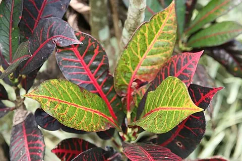 garden croton: any of species Codiaeum variegatum of spurges commonly used as a houseplant for its leaves, which...
