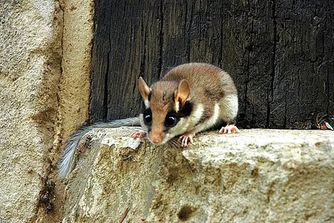 garden dormouse: a rodent in the Gliridae (dormouse) family, Eliomys quercinus, native to parts of Europe,...