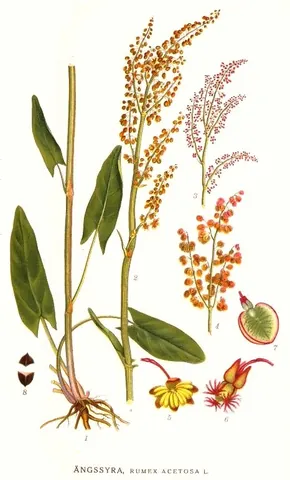 garden sorrel: rumex acetosa