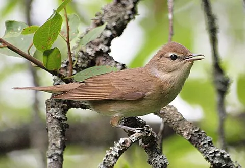 garden warbler: sylvia borin, a plain, but common warbler, Sylvia borin, that breeds in Europe and western Asia,...