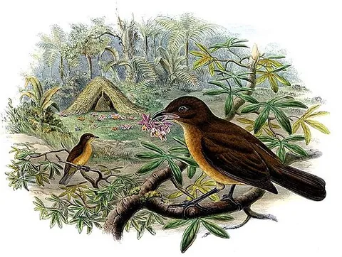 gardener bowerbird: amblyornis inornata, a medium-sized bowerbird of the mountains of West Papua (New Guinea)