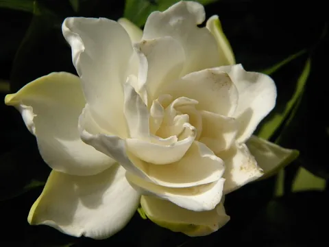 gardenia: any of various tropical evergreen small trees or shrubs, of the genus Gardenia, having glossy...