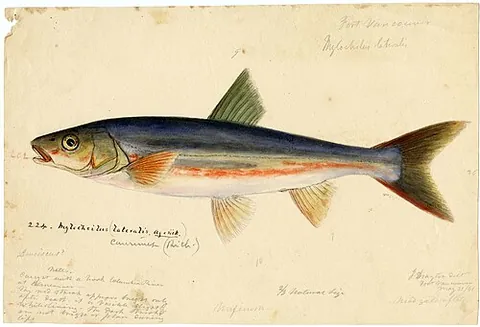 gardon: a European cyprinoid fish; the ide